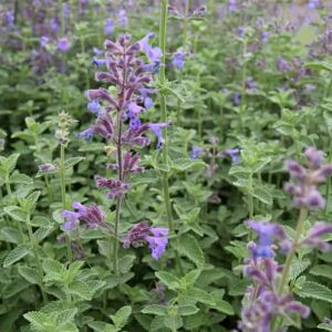 Nepeta 'Six Hills Giant' ---